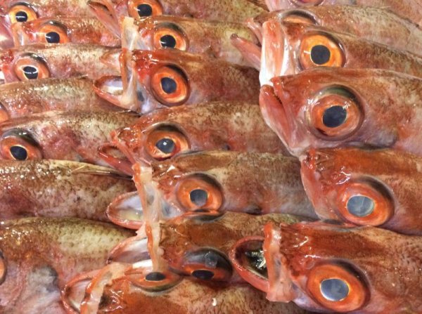 画像5: のどぐろ炙り丼【75ｇ個食タイプ】 (5)