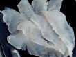 画像2: 熟成キジハタ（アコウ）の造り【50ｇ個食】【熟成魚】 (2)