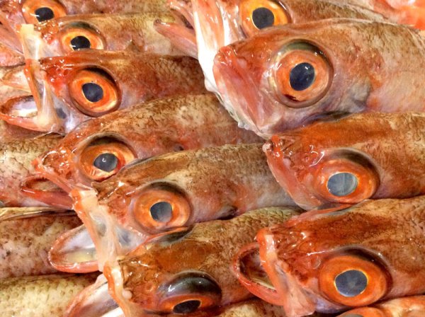 画像2: 炙りのどぐろのお造り (2)