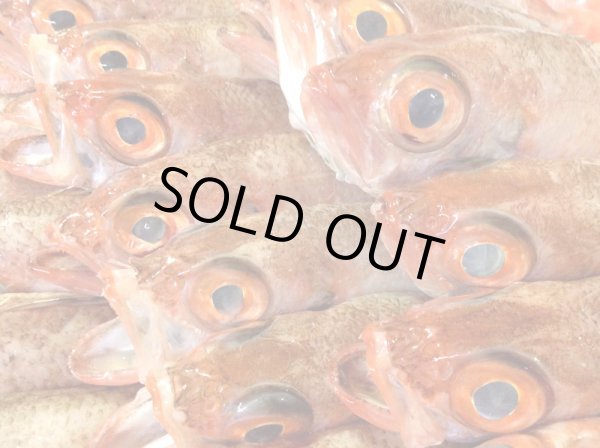 画像2: 【2025年末限定】海鮮しゃぶしゃぶ豪華三種セット  〜炙りのどぐろ・剣先イカ霜造り・萩産モロトゲアカエビ／海鮮だし付き〜 (2)